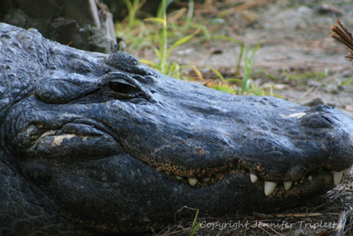 Up close shot of a crocodile