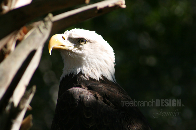 Adult American Bald Eagle